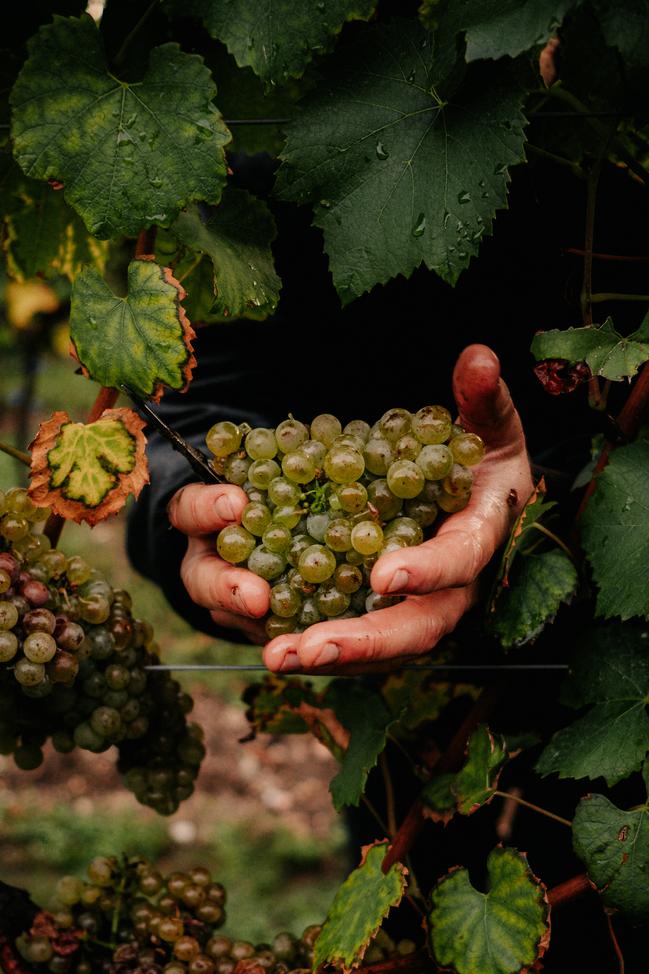 Zwei Hände halten einen Traubenhenkel durch eine Laubwand während der Weinlese.
